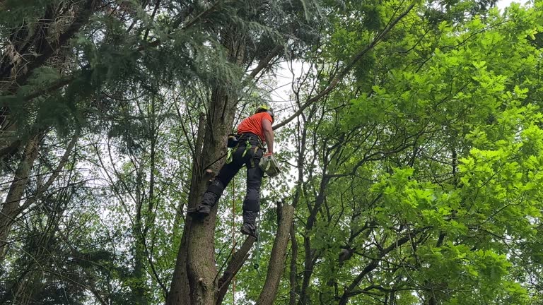 Buchanan, VA Tree Removal and Landscaping Services Company